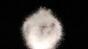 Snow Element toward camera  420fps 2 Image