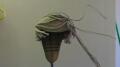 Comb Over Test 004 Image