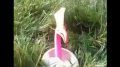 Swiffer Flamingo Behind the Scenes Image