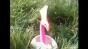 Swiffer Flamingo Behind the Scenes Image