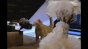 Swiffer - Doll Image
