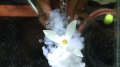 Flower and cream tube test Image