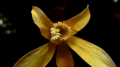 Flower in glass tube Image