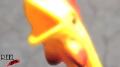 Reel Chicken Promo Image
