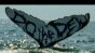 Mt.Dew - Whale Image