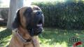 Dog Slobber Test 1 Image