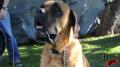 Dog slobber test 2 Image