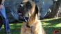 Dog slobber test 2 Image