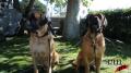 Dog Slobber Test 3 Image