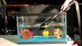 Aquarium Drain Test Image