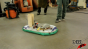 Hover Craft Test 2 Image