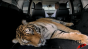 Bridgestone - 'Quiet Tiger' Image