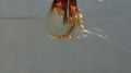Coca-Cola - Fluid Balloon Test 1 Image