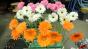 AT&T - Dancing Flowers Test Image