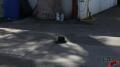 Tumbling Hat Test Video Image