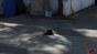 Tumbling Hat Test Video Image