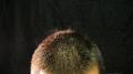 Gatorade Head Steam - Power Tiny Image