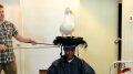 Aflac - Duck Sit 1 Image
