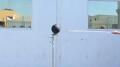 bone black balloon test 2 Image