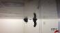 Tap Dancing Shoes Test 2 Image