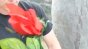 Rose Pedal Test 3 - 400fps Image