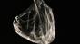 Cotton Web Ether Burn Image