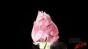 Frozen Flower Test 5 Image