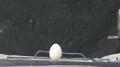 Capacitor Test - Egg 3 Image