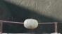 Capacitor Test - White Pumpkin Image
