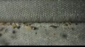 Conveyor Barley Bottom View Image