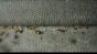 Conveyor Barley Bottom View Image