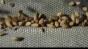 Conveyor Barley Top View Image