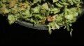 Tip Bowl Hops Image