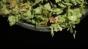 Tip Bowl Hops Image
