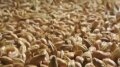Barley Motor Shake Flat Image