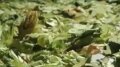 Hops Shake 1 Image