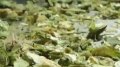 Hops Shake 2 Image