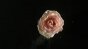 Flower Test 2 - 400fps Image
