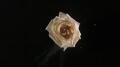Flower Test 3 - 400fps Image