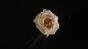 Flower Test 3 - 400fps Image