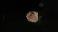 Flower Test 4 - 400 fps Image