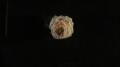 Flower Test 5 - 400 fps Image