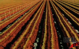 Effect Video