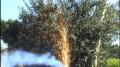 Pyro Gold Fountain 15x30 Image