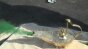 Genie Lamp with Smoke Tests Image