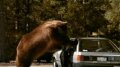 Tums - Bear Image