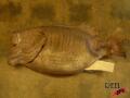 Pneumatic Fish Prop Image