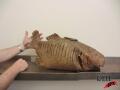 Pneumatic Fish Prop Image
