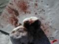 Brain splater  Image