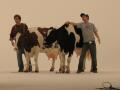 Carls Jr Milkshake cow Image